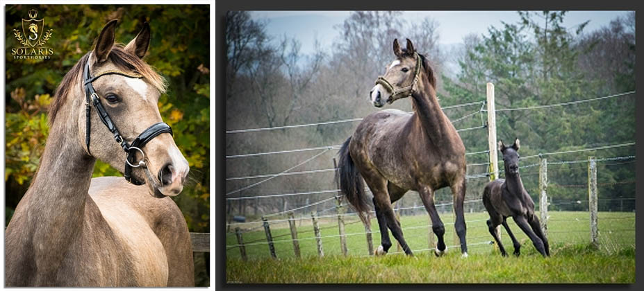 Buckskin Sport Horses Broodmare